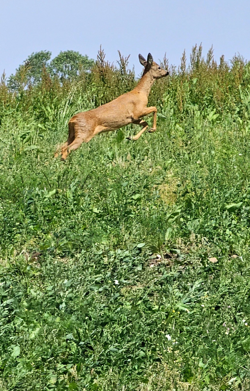 Ein Reh sprang am Schloßberg  über die Wiese...