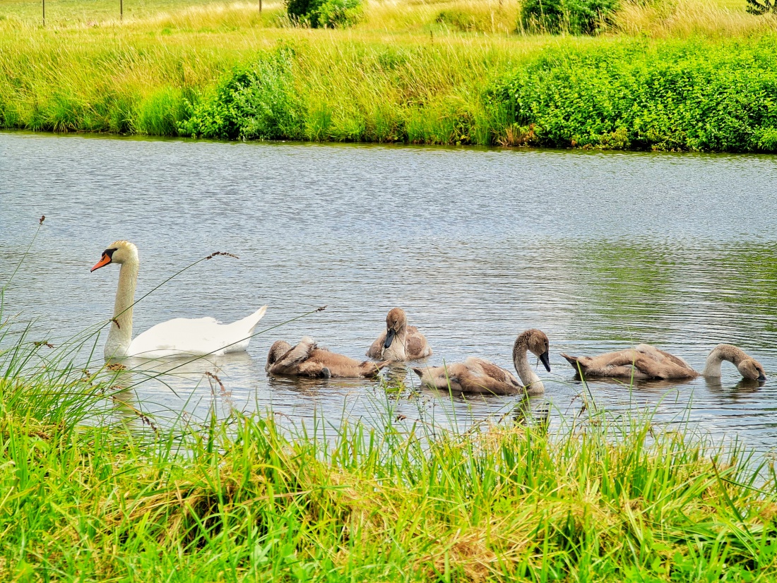 Foto: Jennifer Müller - Familie Schwan beim Federn-Pflegen zwischen Kemnath und Eisersdorf. 