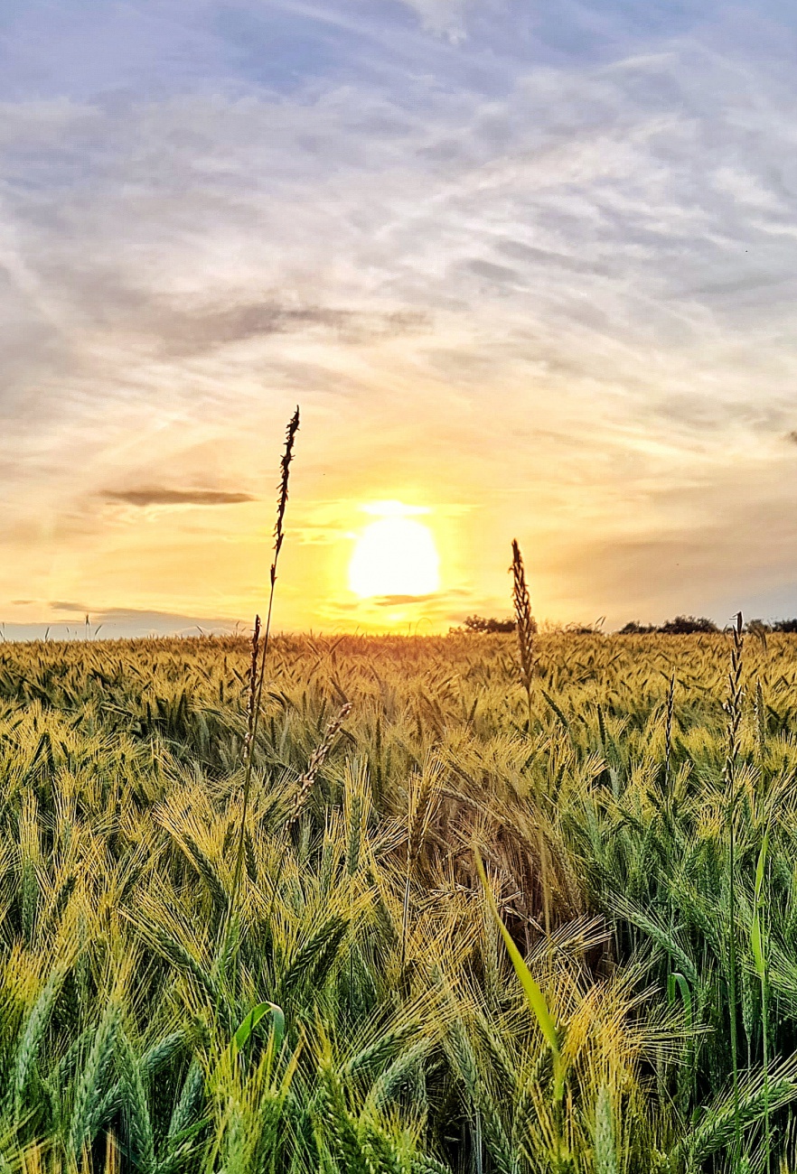 Foto: Jennifer Müller - Mittsommer-Sonnenuntergang über einem Getreidefeld bei Kirchenpingarten. Traumhaft, romantisch, wunderschön!  