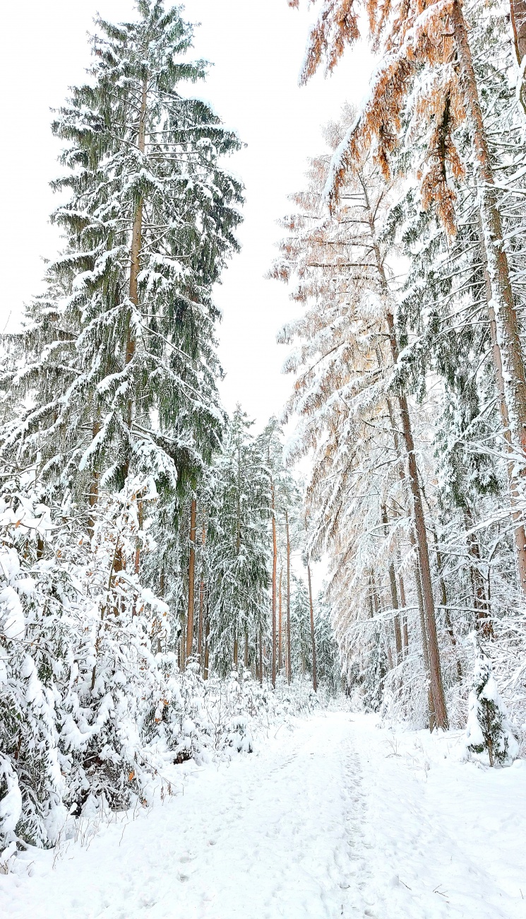 Foto: Martin Zehrer - Hier hat Frau Holle vollends gewütet.<br />
Alles voller Schnee im neusorger Wald. <br />
<br />
Vom 28. November auf den 29. November 2023 zeigte das Thermometer minus -7Grad Kälte. <br />
 