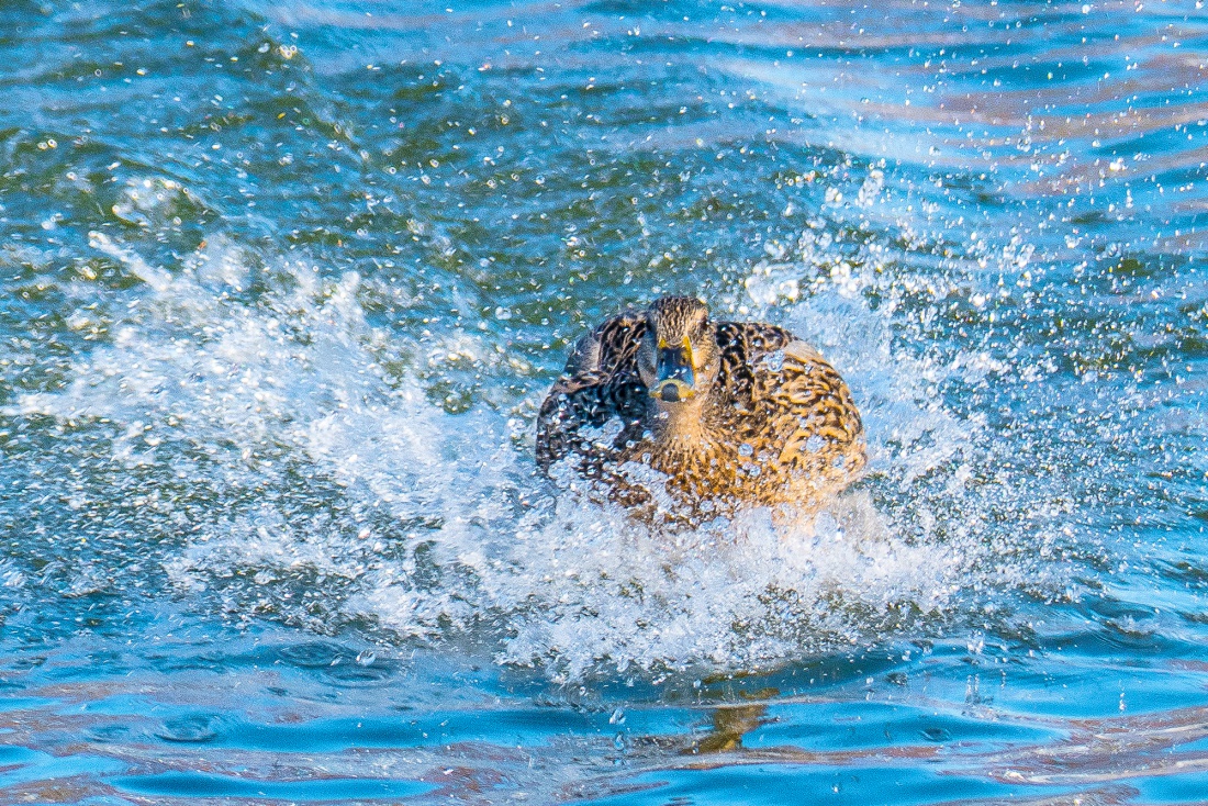 Foto: Martin Zehrer - Aufgeschlagen...<br />
<br />
Ein Enten-Weibchen bei der Landung... Ganz schön imposant ;-) 