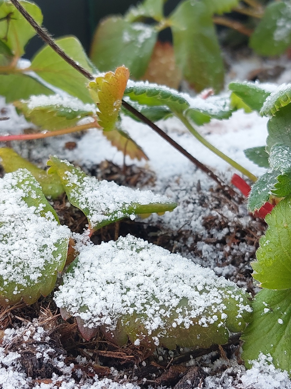 Foto: Martin Zehrer - Der Winter küsst das Erdbeergrün, ein zartes Weiß, das sanft die Träume umhüllt. 