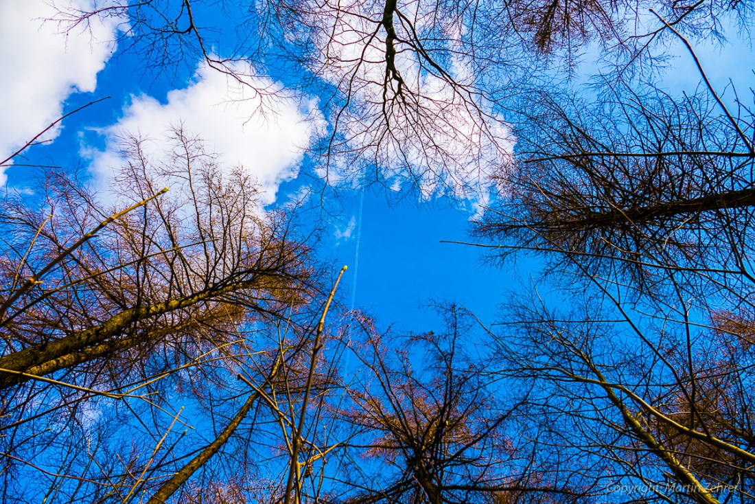 Foto: Martin Zehrer - Frühling auf dem Armesberg. Erste Hummeln fliegen durch die Gegend. Schmetterlinge lassen sich entdecken. Grüne kleine Pflanzen drücken mit aller Kraft durch das Herbstla 