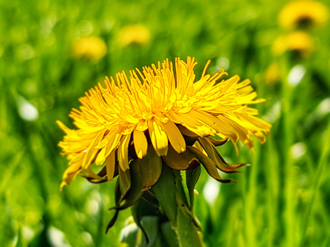 Kemnath blüht!
Ein strahlender Frühlingstag lädt ein zum Spaziergang rund um Kemnath. 
