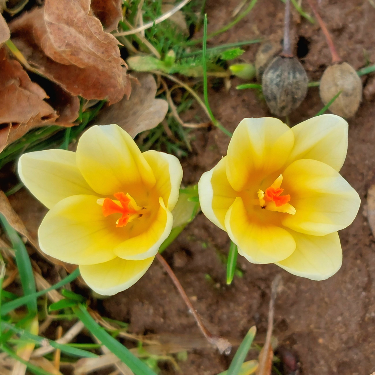 Foto: Martin Zehrer - Zwillings-Krokusse... gemeinsam in den Frühling!!! :-) 