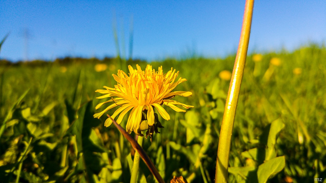 Foto: Martin Zehrer - Löwenzahn - Eine erfolgreiche Kindersendung mit dem verstorbenen Peter Lustig - oder eine Blume mitten auf einer Wiese ;-) <br />
<br />
Wie ein reifer Löwenzahn aussieht, erfährst 