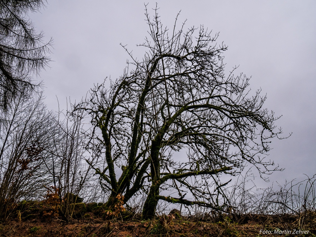 Foto: Martin Zehrer - Klein, knorrig und in Richtung Godas weisend... Dieser Baum steht ca. 150 Meter unterhalb vom Mesnerhaus auf dem Armesberg in Richtung Godas wandernd... 