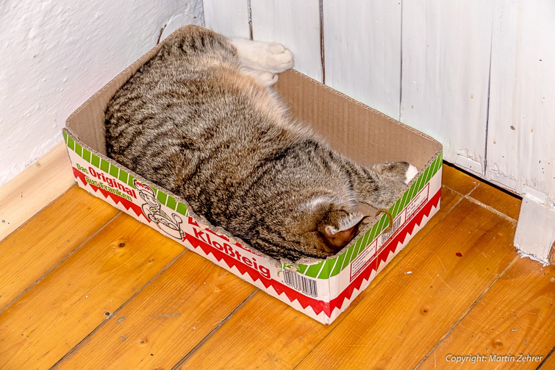 Foto: Martin Zehrer - Katze liebt ihre Schachtel ;-) 