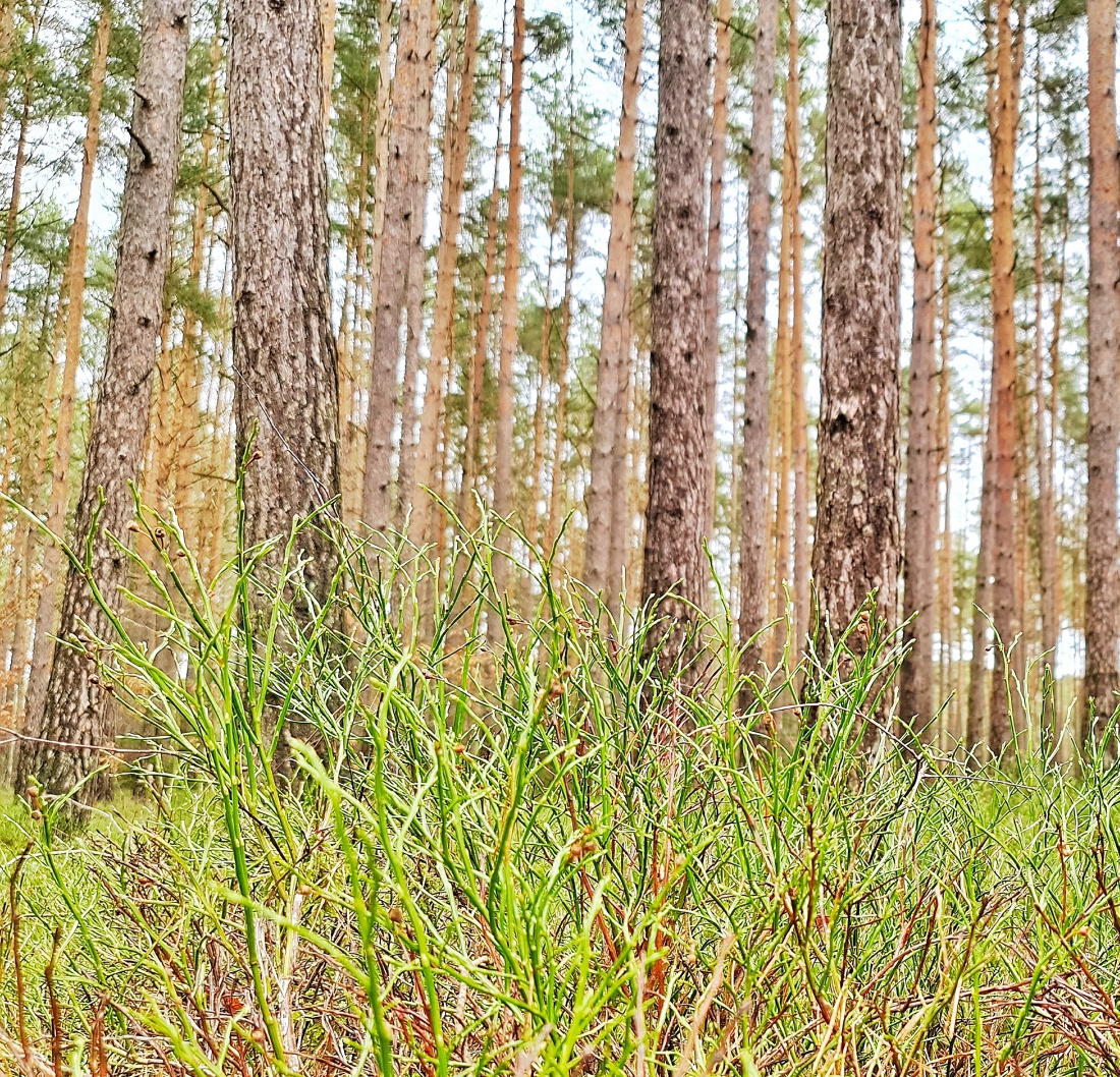 Foto: Jennifer Müller - Wald im Wald ;-) Es wird endlich überall wieder grün! 