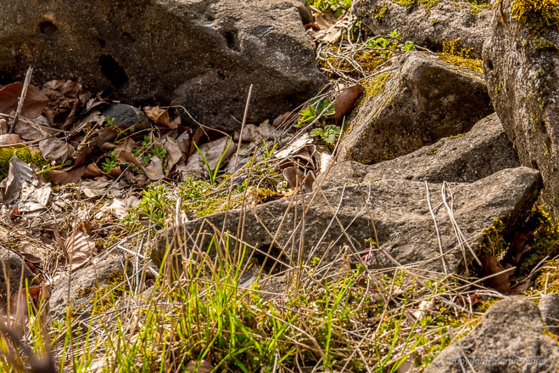 Foto: Martin Zehrer - Frühling auf dem Armesberg. Erste Hummeln fliegen durch die Gegend. Schmetterlinge lassen sich entdecken. Grüne kleine Pflanzen drücken mit aller Kraft durch das Herbstla 