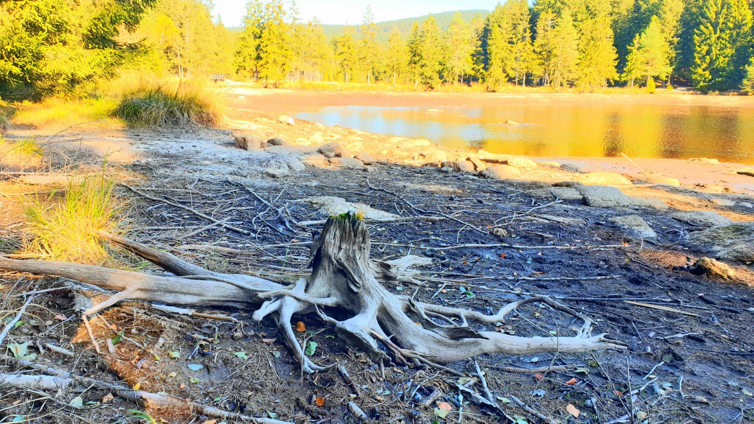 Foto: Martin Zehrer - Eine alte Wurzel am abgelassenem Fichtelsee-Grund... 