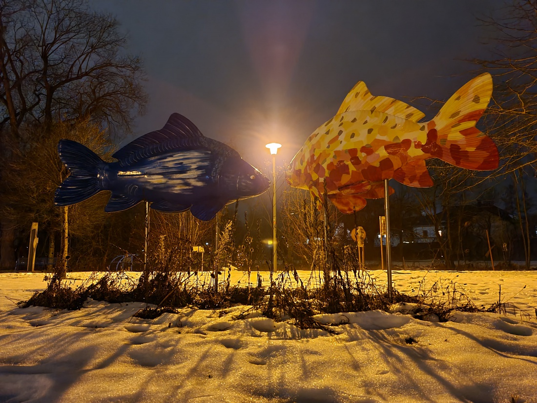 Foto: Jennifer Müller - Fische bei Nacht... 