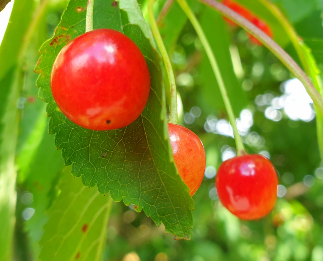 Foto: Martin Zehrer - Rot und gut - Kirschen am Wegesrand... 