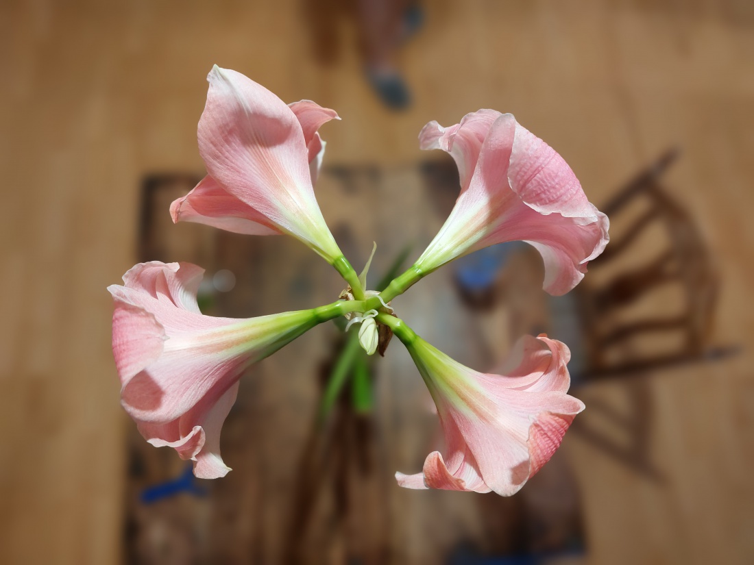 Foto: Martin Zehrer - Schatzis Geburtstags-Blume, von B. R. geschenkt bekommen. Seit dem wächst dieses Wunderwerk der Natur zu einer Schönheit heran.  