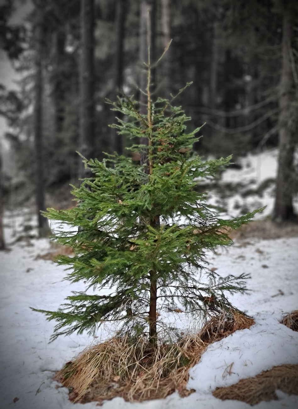 Foto: Jennifer Müller - Heute am 05.02.2021 unterwegs im Waldnaabtal 