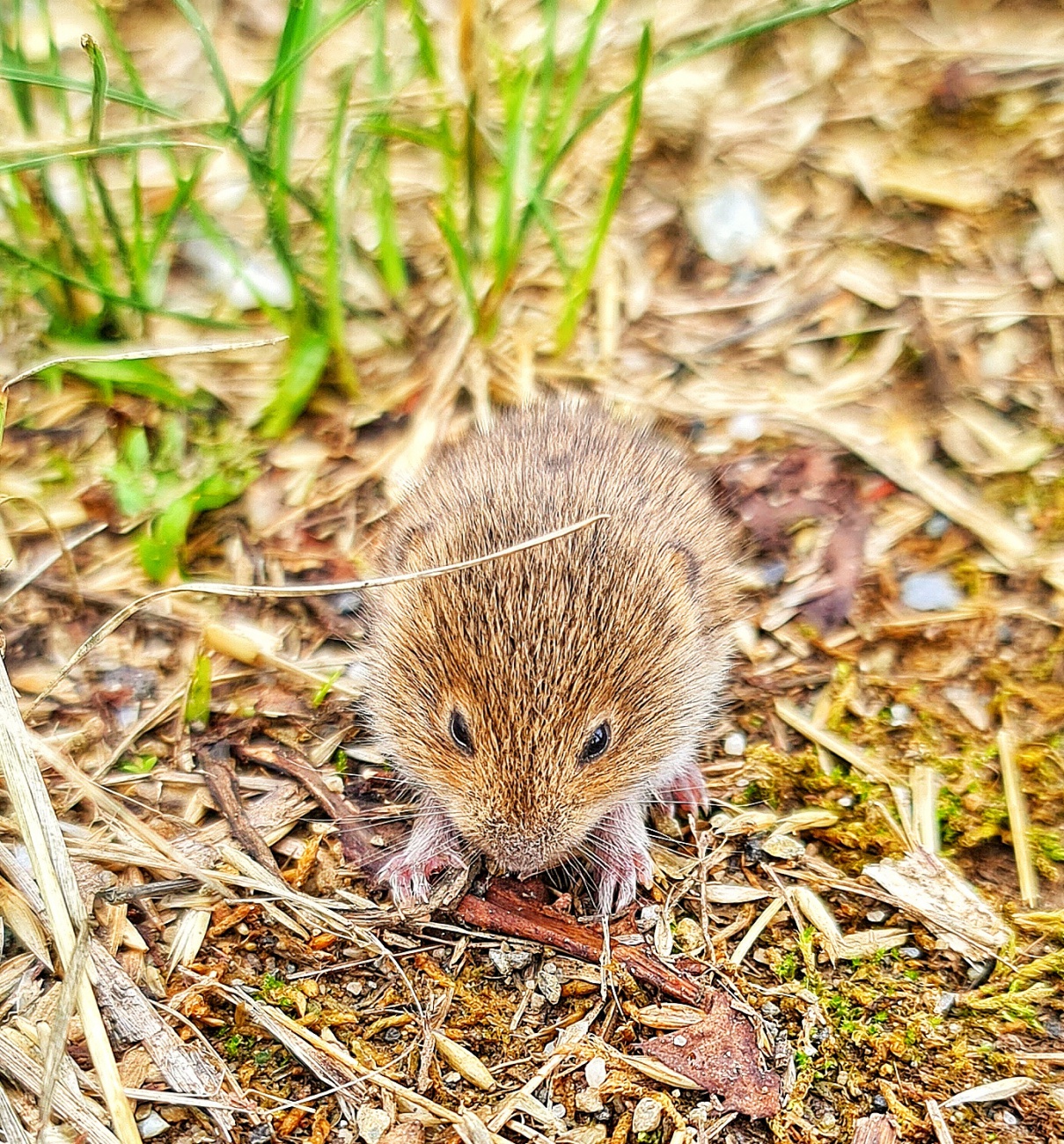 Foto: Jennifer Müller - Mein Mäuschen und ich haben heut beim Spaziergang hoch zum Armesberg ein süßes Mäuschen entdeckt. 