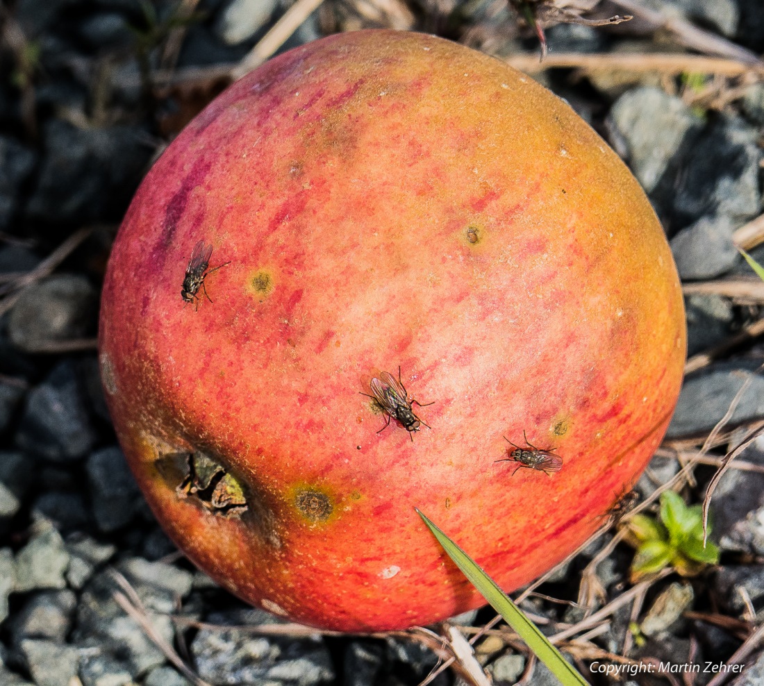 Foto: Martin Zehrer - Herbst-Apfel: Lag am Wegesrand in der Herbst-Sonne. Fliegen wärmten sich in den letzten Sonnenstrahlen. Foto vom Sonntag, 23.10.2016 