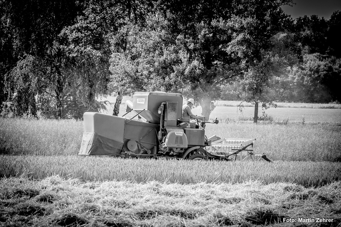 Foto: Martin Zehrer - Mähdreschen mit dem FAHR M44 - 50 Jahre ein treuer Begleiter - Und eine Rarität, sagte mir der Besitzer... 