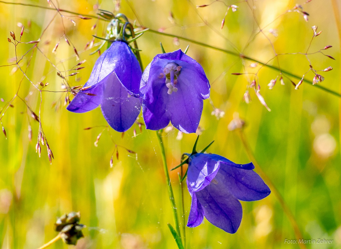 Foto: Martin Zehrer - Glockenblumen auf der Wiese unterhalb vom Waldhaus. Was für eine schöne Waldwiese im Steinwald... 