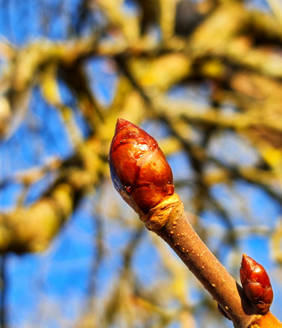 Foto: Jennifer Müller - Eine Knospe am Kastanienbaum...  