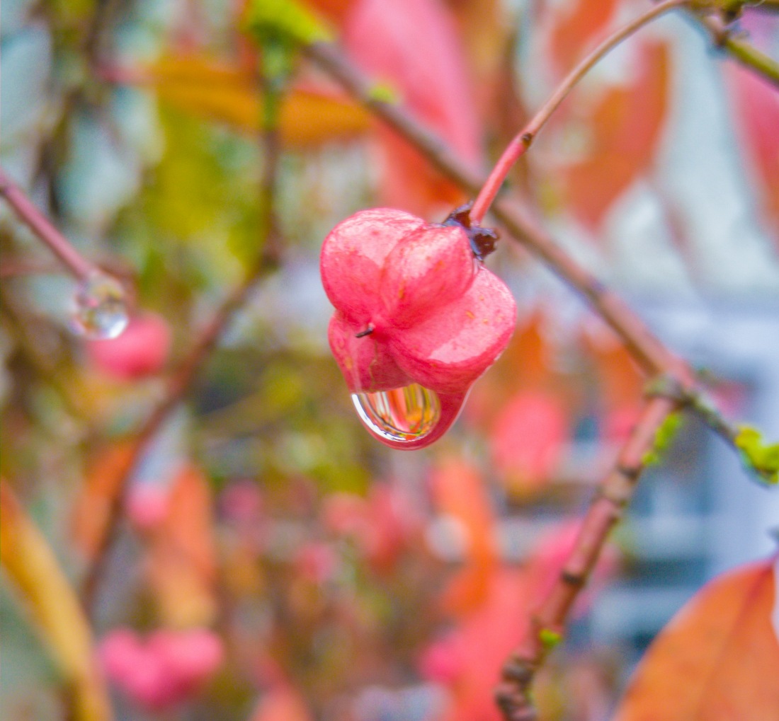 Foto: Martin Zehrer - Tropfen... Das Herbstwetter am 22.10.2016 