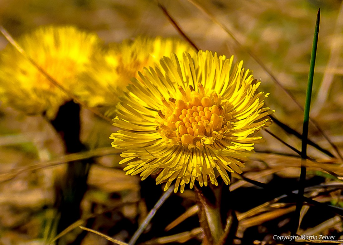 Foto: Martin Zehrer - Zwei Tage Sonne und die Blumen schießen aus dem Boden... 17. März 2016 bei Ebnath 