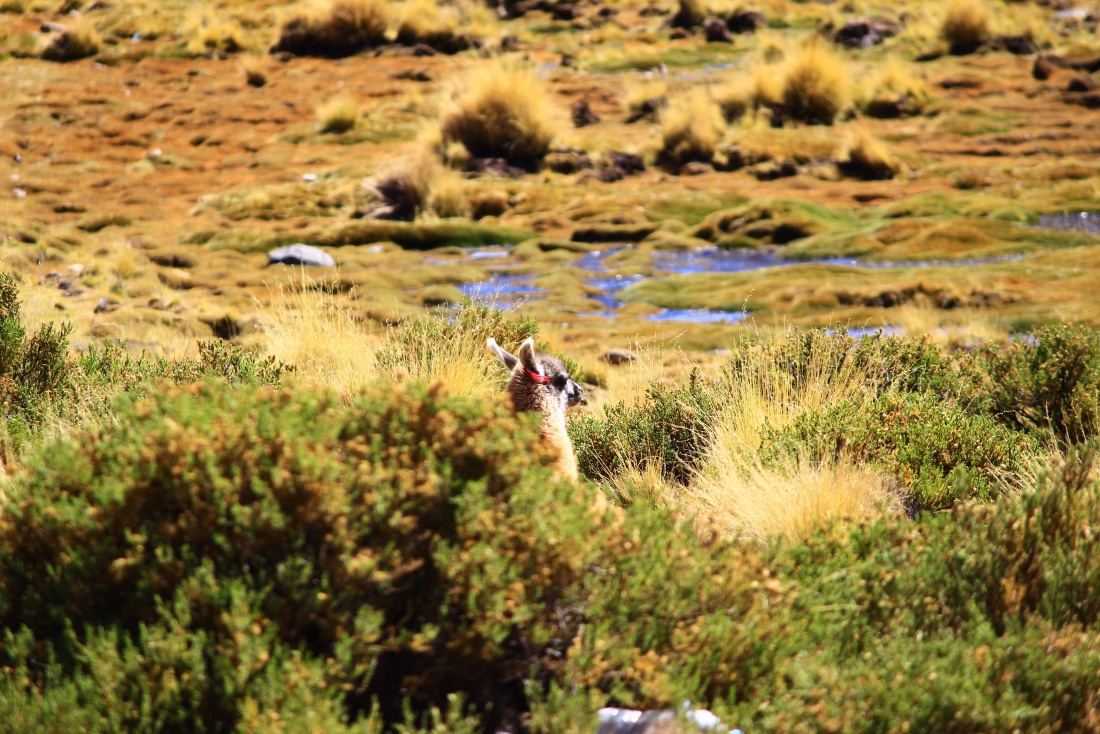 Foto: Joshua Richter - Was ist da los?? Ein Lama schaute mir in Bolivien entsetzt beim Pinkeln zu. 