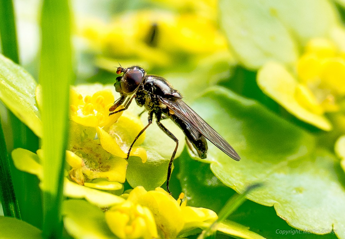 Foto: Martin Zehrer - Insekten suchen nach Schmackhaften. Im Frühling findet mann solche Fliegen im Wald unterhalb von Godas.  