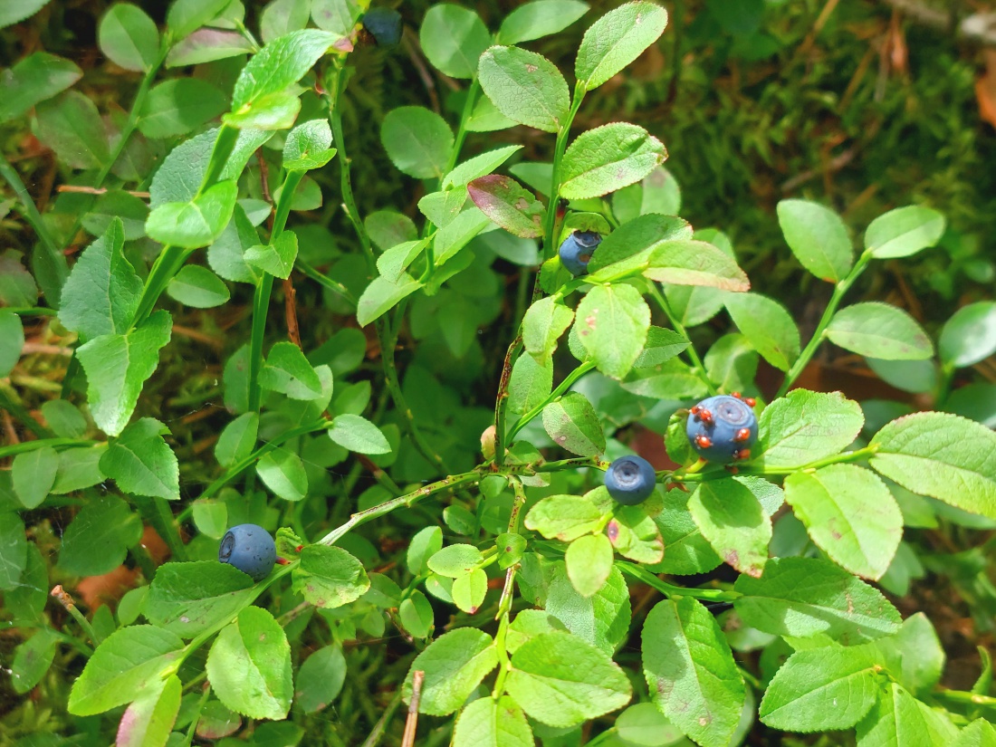 Foto: Martin Zehrer - Schwarz-Beeren-Strauch bei Albenreuth... 