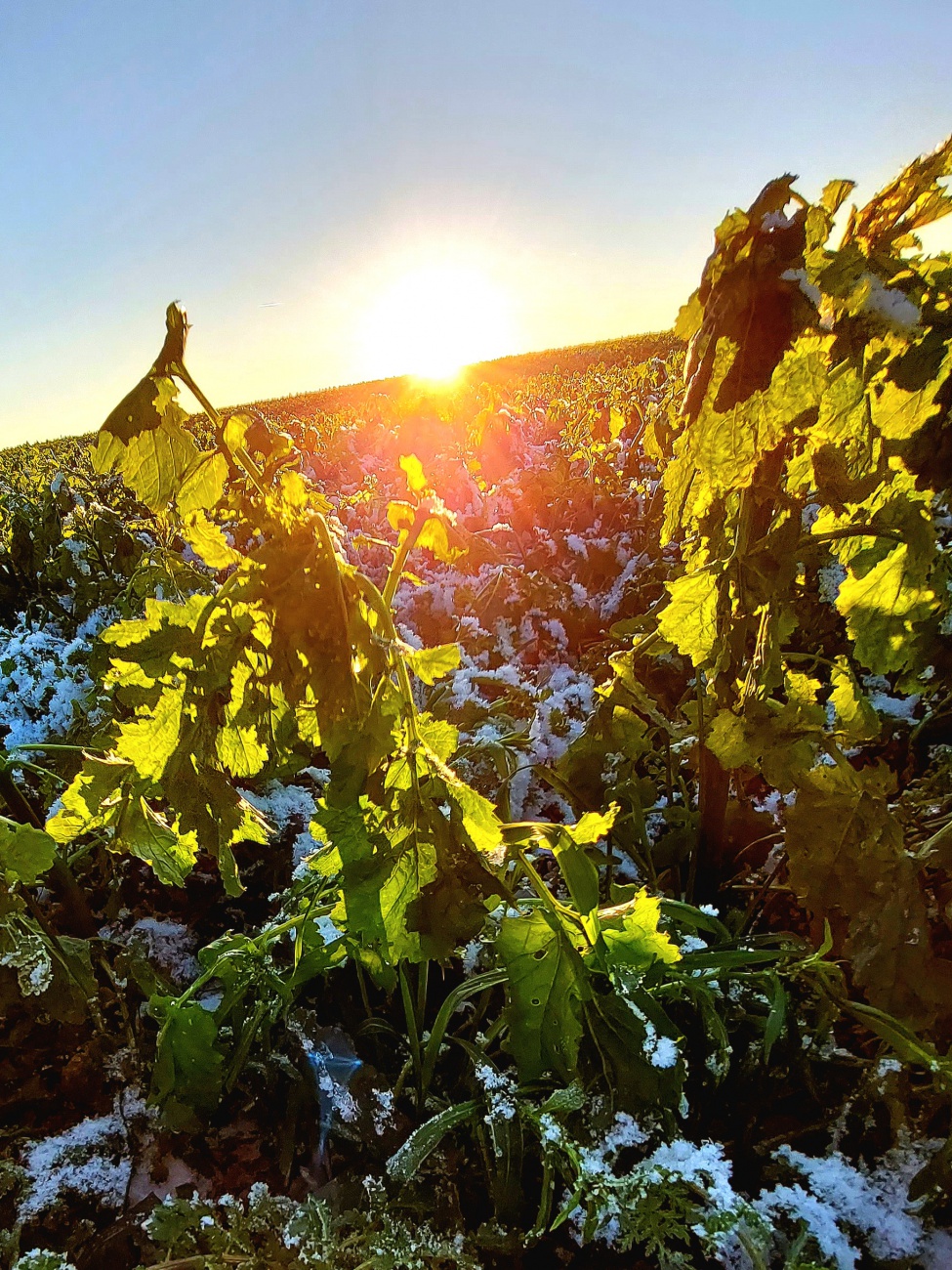 Foto: Martin Zehrer - Die Sonne hinterm Acker... 