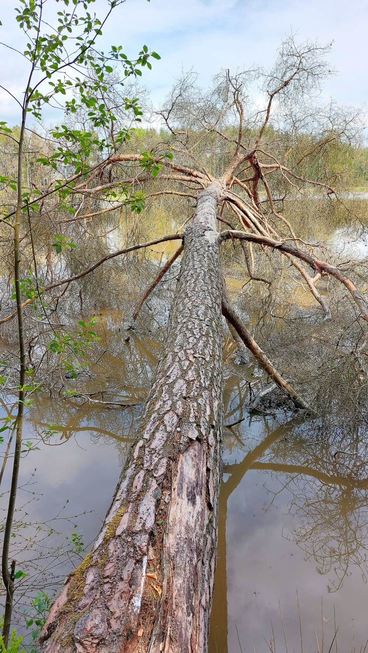 Foto: Martin Zehrer - Ein umgefallener Baum ragt übern Weiher... 