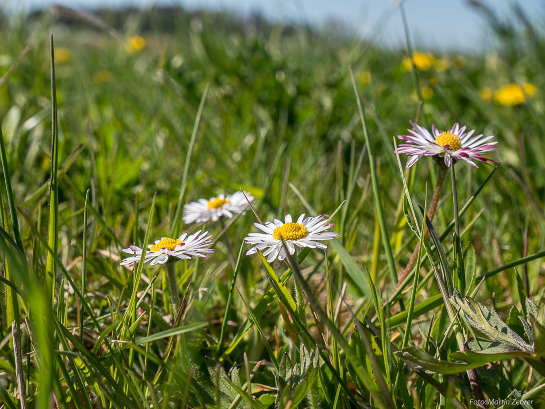 Foto: Martin Zehrer - Gänseblümchen... Immer mit vorne drann wenn der Frühling Einzug hält! 