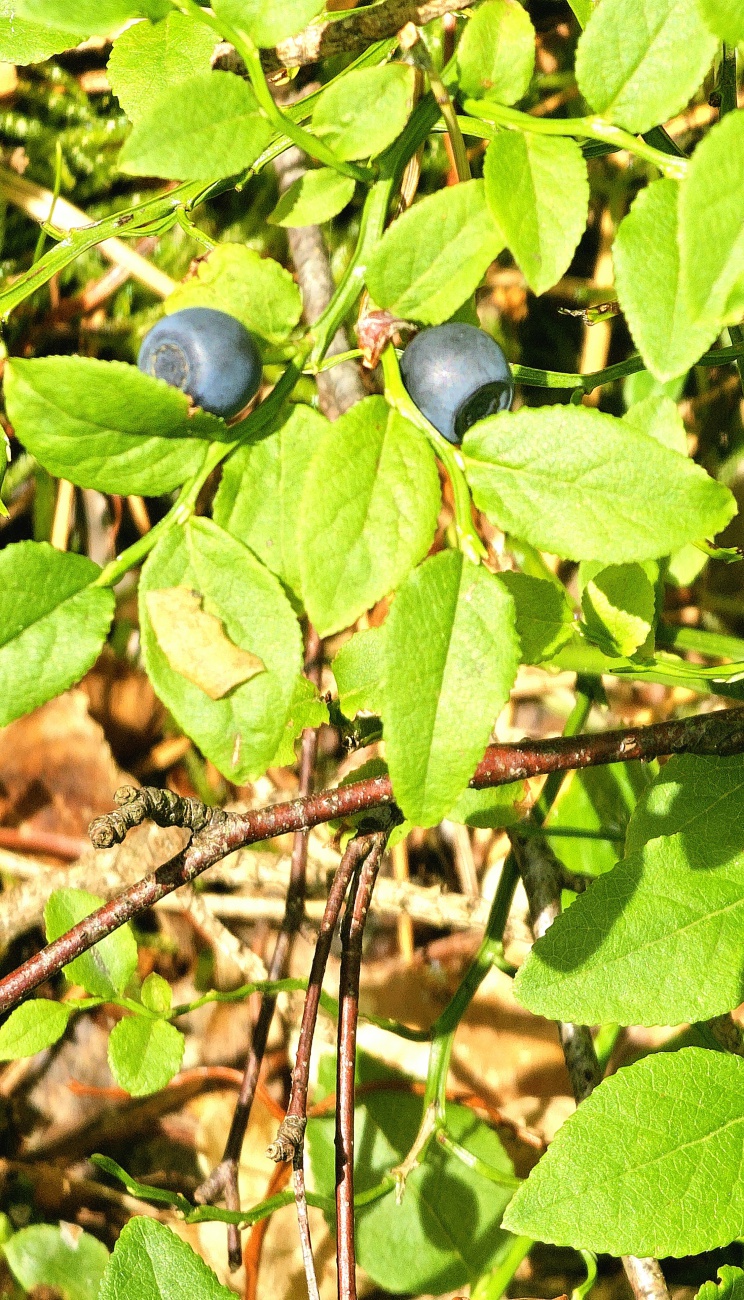 Schwarzbeeren... und plötzlich sind sie da!