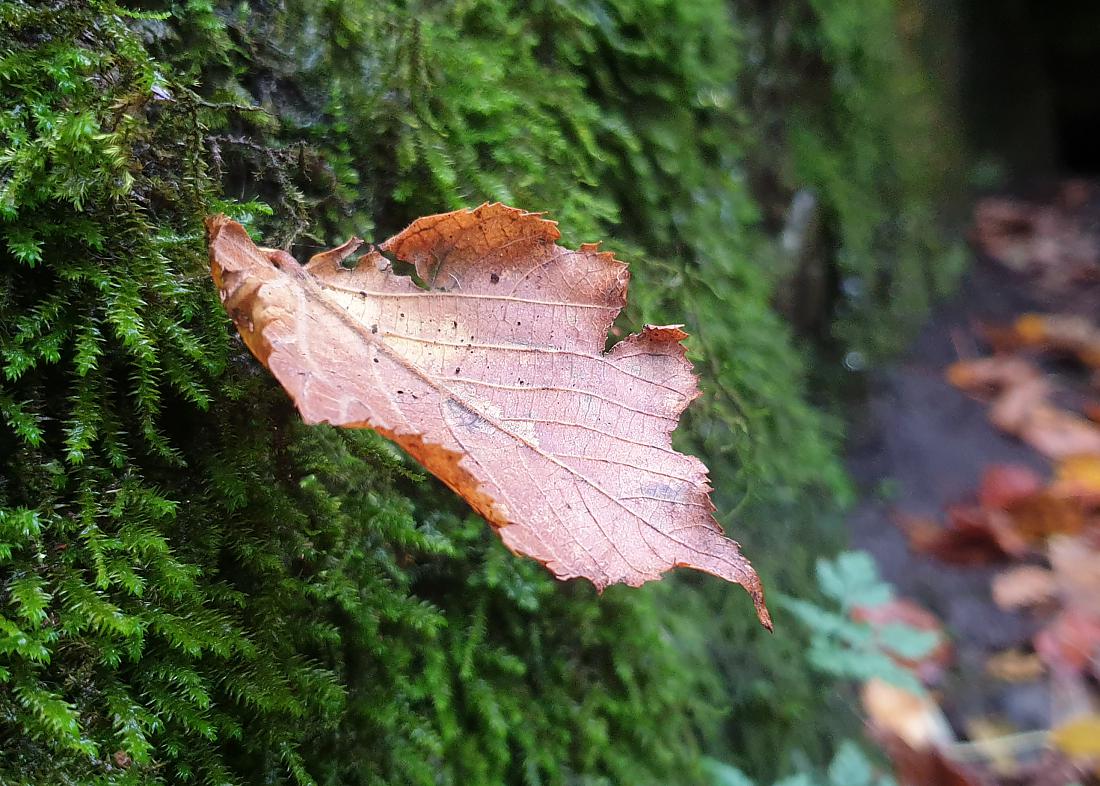 Foto: Martin Zehrer - Herbst an der Burg Rabenstein in der fränkischen Schweiz  2. November 2020 