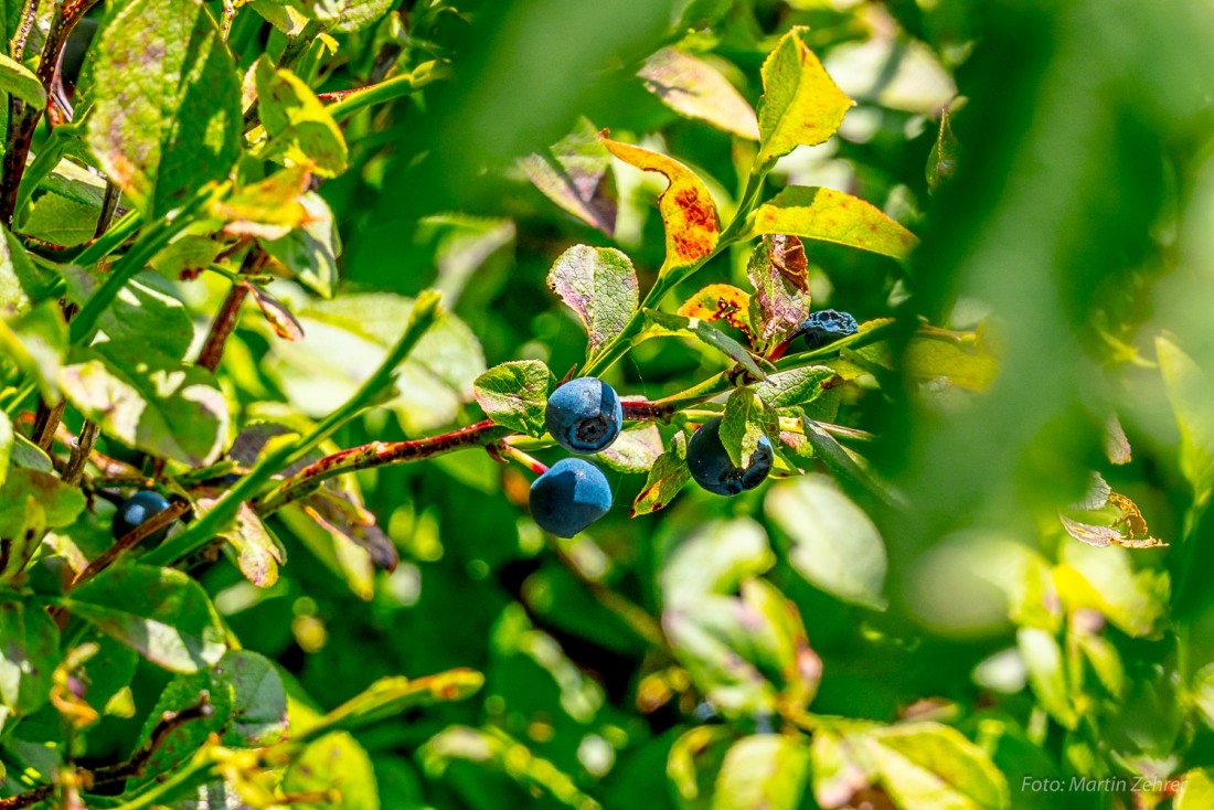 Foto: Martin Zehrer - Schwarzbeeren im Steinwald beim Felsenmeer. Früher wurden die schwarzen Beeren noch abgekämmt.  