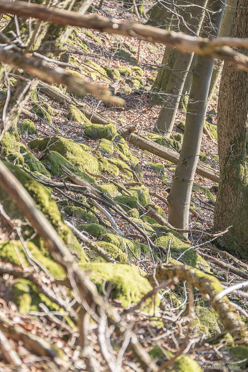 Foto: Martin Zehrer - Mitten im Armes-Wald - Das war mal ziemlich sicher eine Stein-Mauer...<br />
<br />
Samstag, 23. März 2019 - Entdecke den Armesberg!<br />
<br />
Das Wetter war einmalig. Angenehme Wärme, st 