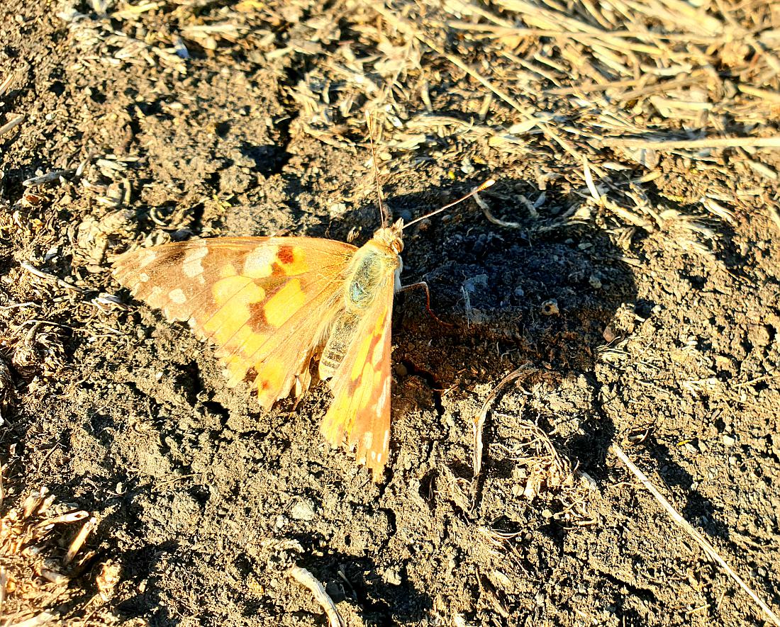 Foto: Martin Zehrer - Ein Schmetterling oben auf dem Kuschberg. <br />
Zahlreich flattern hier herum.<br />
Ein ganzes Konzert an Grillen, Vögeln und Windgerausche kommt hier oben zusammen.<br />
Unten, aus  