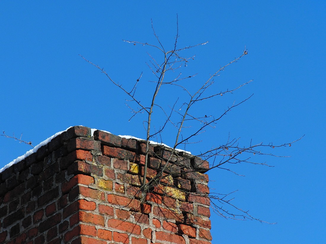 Foto: Martin Zehrer - Baum sprengt Kamin. Hier steckt viel Kraft in den Wurzeln. Über Jahre hinweg bahnt sich dieses Bäumchen schon den Weg durch die Ziegelsteine. 