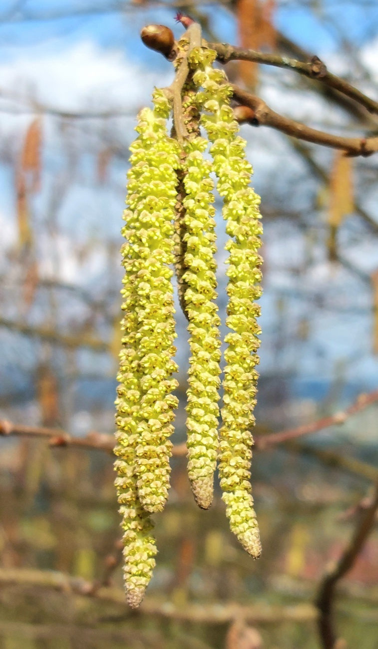 Foto: Martin Zehrer - Haselnuss - Frühling auf dem Armesberg... 