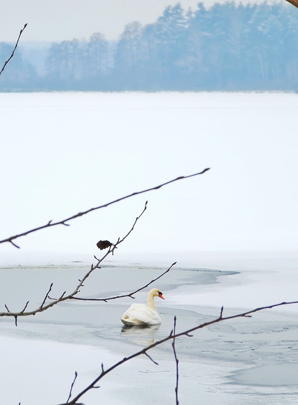 Foto: Jennifer Müller - Heute entdeckten wir am Rußweiher in Eschenbach mehrere Schwanen-Pärchen, die sich am einzigen eisfreien Fleckchen des Sees tummelten. 