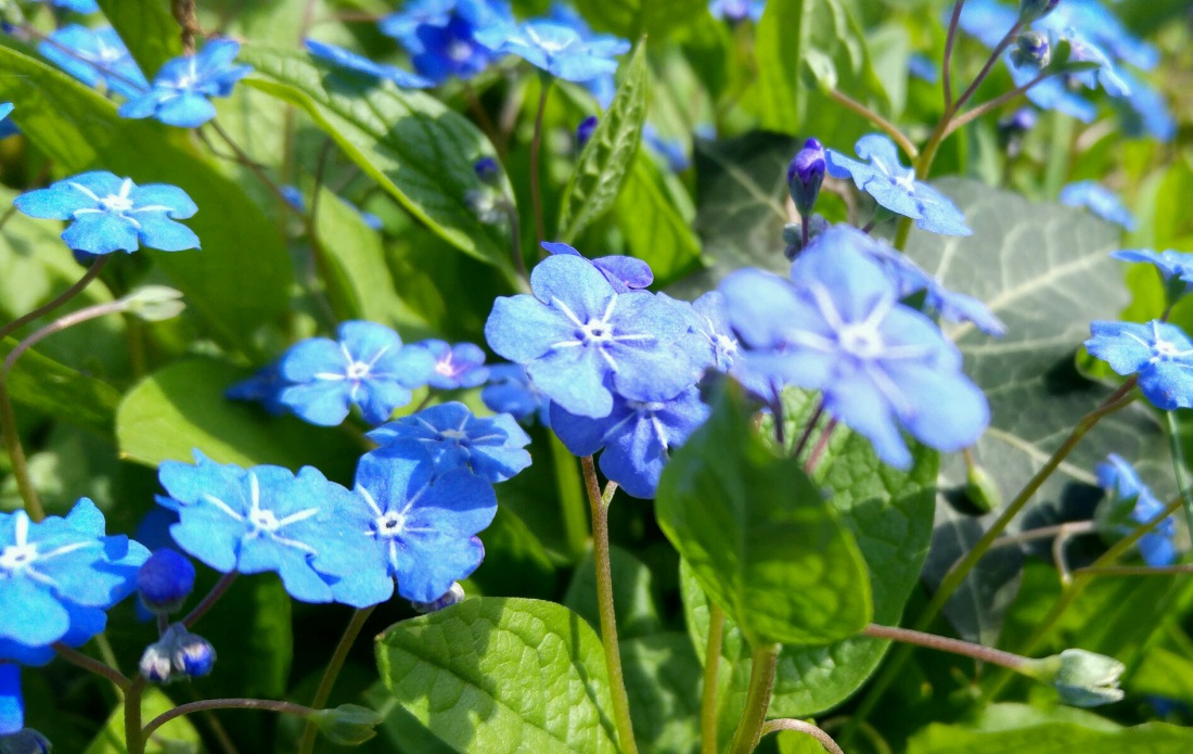 Foto: Martin Zehrer - Blumenbracht in Weiden... 