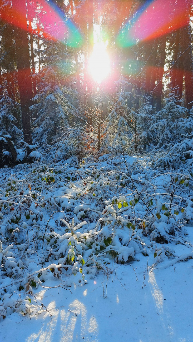 Wald-Paradies am Hackelstein bei Fuchsmühl...