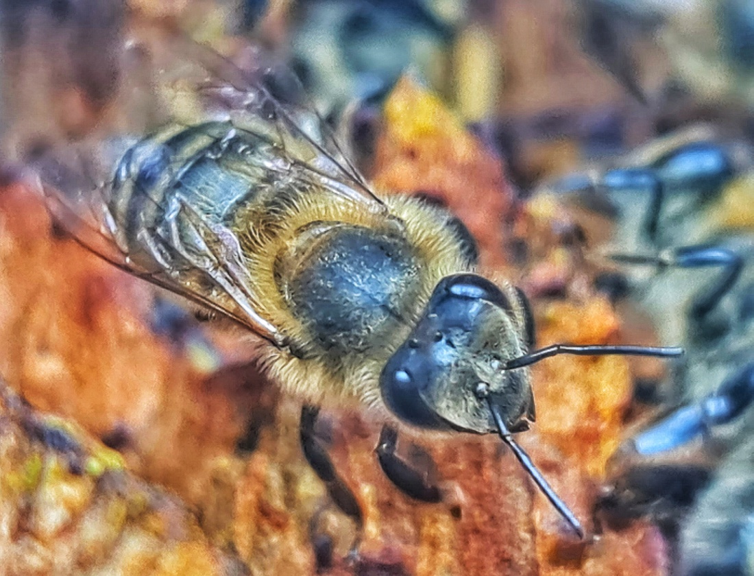 Foto: Jennifer Müller - Der direkte Blick in einen Bienenstock. Mega interessant! Das und vieles mehr kann man bestaunen im Wildgehege in Mehlmeisel. 