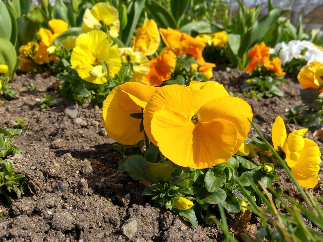 Foto: Martin Zehrer - Blumen vorm Rathaus in Weiden 