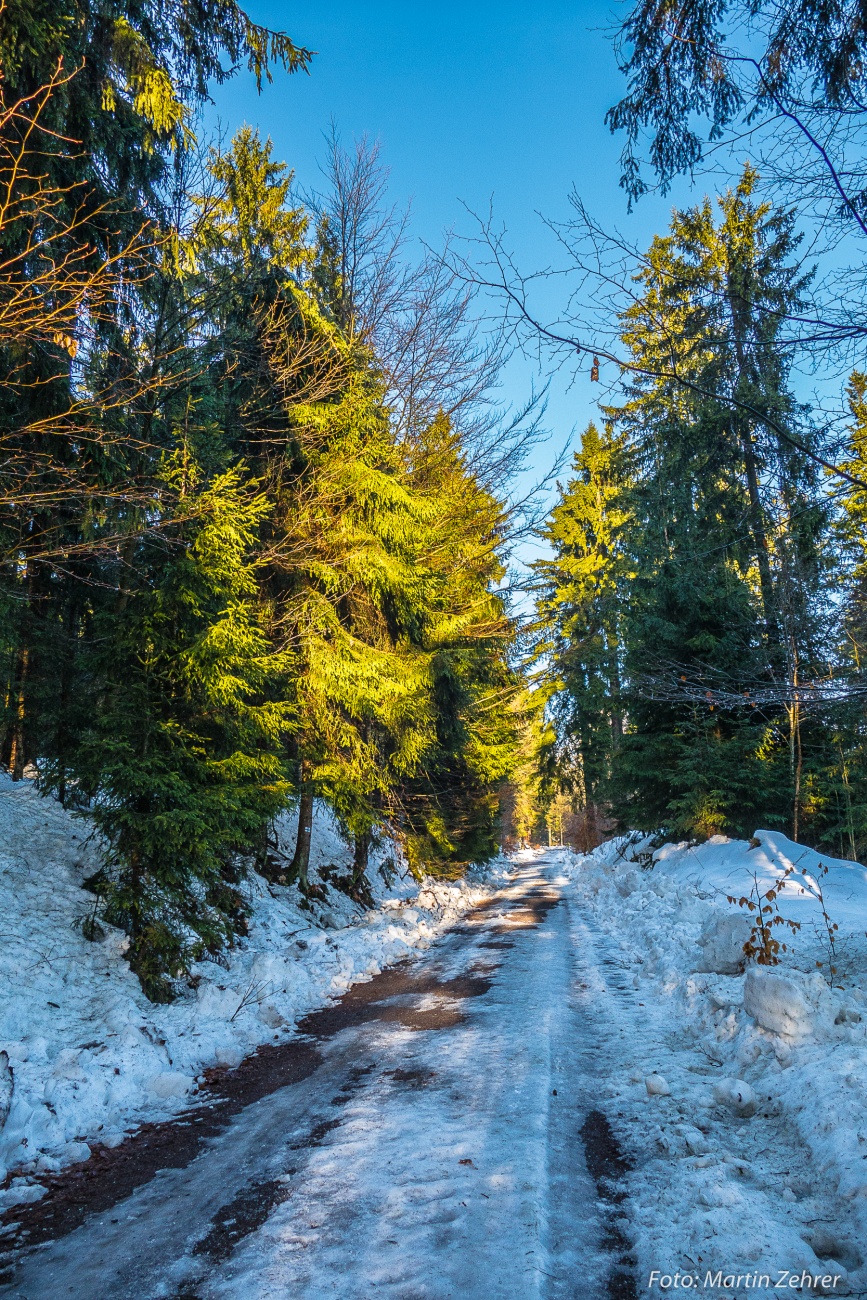 Foto: Martin Zehrer - Wanderweg zum Waldhaus im Steinwald... 