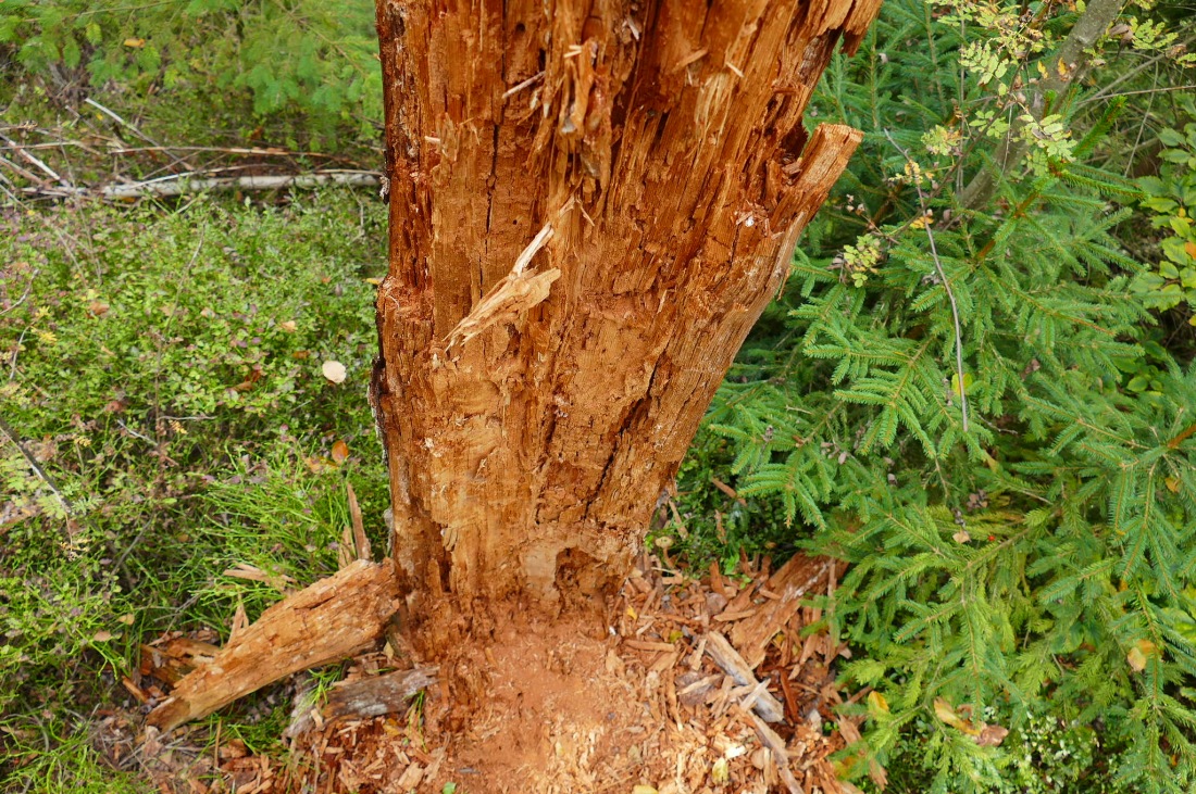 Foto: Martin Zehrer - Wandern im Steinwald<br />
<br />
Zerfallener Baumstumpf 