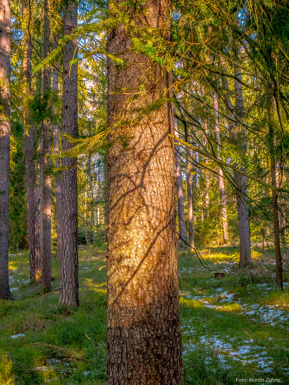 Foto: Martin Zehrer - Schatten-Baum... Auf Frühlings-Tour durch den Wald! ;-) 