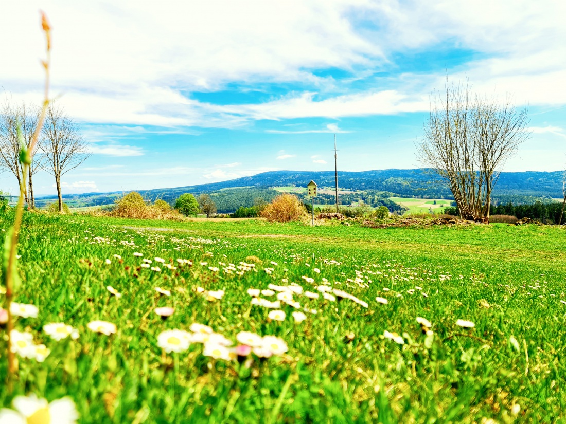 Foto: Maria - Einfach Frühling! 