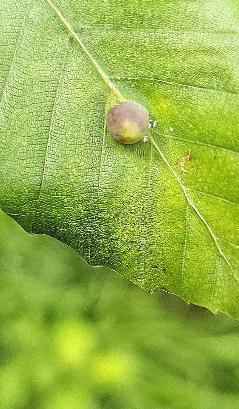 Blatt mit Auswuchs...