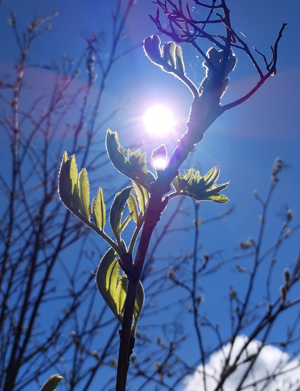 Foto: Martin Zehrer - Leben, der Sonne entgegen!<br />
<br />
30. April 2023, droben auf dem Armesberg 